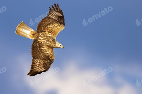 Preview: Bird Of Prey. Isolated Bird. Blue Sky Background. Long Legged Buzzard. Buteo Rufinus.