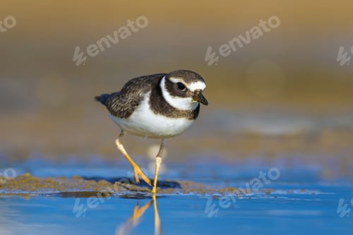 Preview: Nature And Bird. Cute Little Common Water Bird. Colorful Nature Background. Bird: Common Ringed