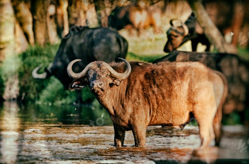 Preview: Vintage Style Image Of An African Buffalo Crossing A River In The Lake Nakuru National Park - Kenya