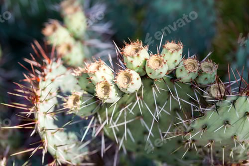 Preview: Golden-Spined Prickly-Pear (Opuntia Auresispina) Plant In Botanical Garden In Balchiik, Bulgaria
