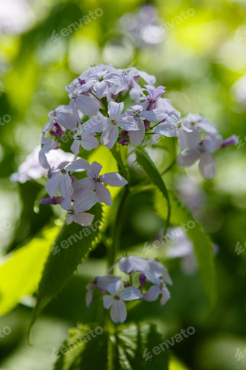 Preview: Perennial Honesty Or Lunaria Rediviva Flowers In Spring Garden