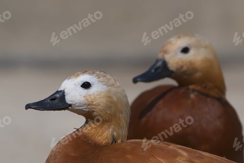 Preview: Cute Duck Portrait. Bird: Ruddy Shelduck. Nature Background.