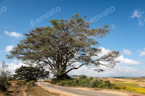 Preview: Ancient Trees Dot The Fields Of The Central Highlands Of Myanmar, Near Kalaw To The Northwest Of