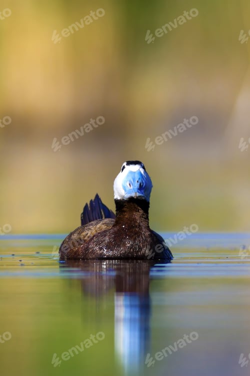 Preview: Cute Duck. Colorful Nature Background. Bird: White Headed Duck. Oxyura Leucocephala.