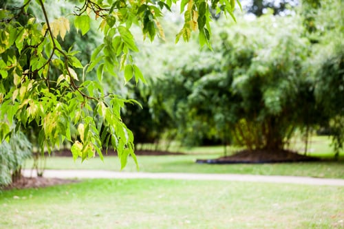 Preview: Castanea Crenata (Japanese Chestnut)