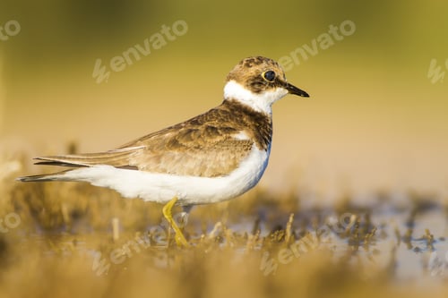 Preview: Cute Little Water Bird. Yellow, Green Water Nature Habitat Background. Bird: Common Ringed Plover.