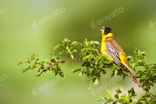 Preview: Cute Singing Bird. Green Nature Background. Bird On Green Branch. Black Headed Bunting