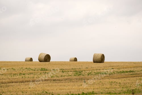 Preview: Hay Bales In A Field