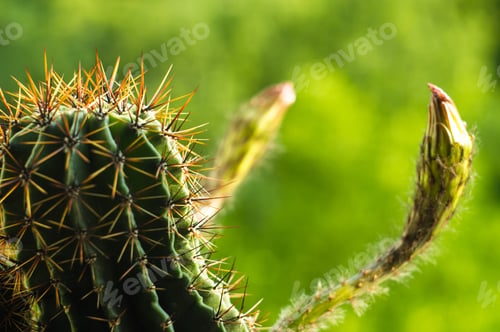 Preview: Cactus Echinopsis Tubiflora