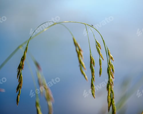 Preview: Green Leaves On Blur Background. Vegetation Foliage Abstract Texture