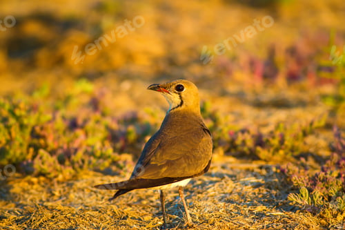 Preview: Bird And Yellow Dry Nature Background. Collared Pratincole / Glareola Pratincola