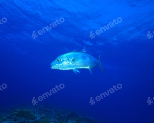 Preview: Yellow-Dotted Trevally (Carangoides Fulvoguttatus)