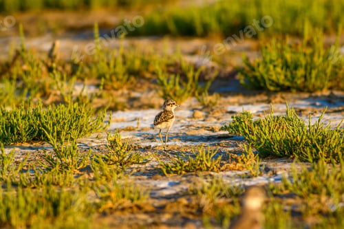 Preview: Cute Baby Bird. Green Nature Background. Bird: Common Ringed Plover. Charadrius Hiaticula