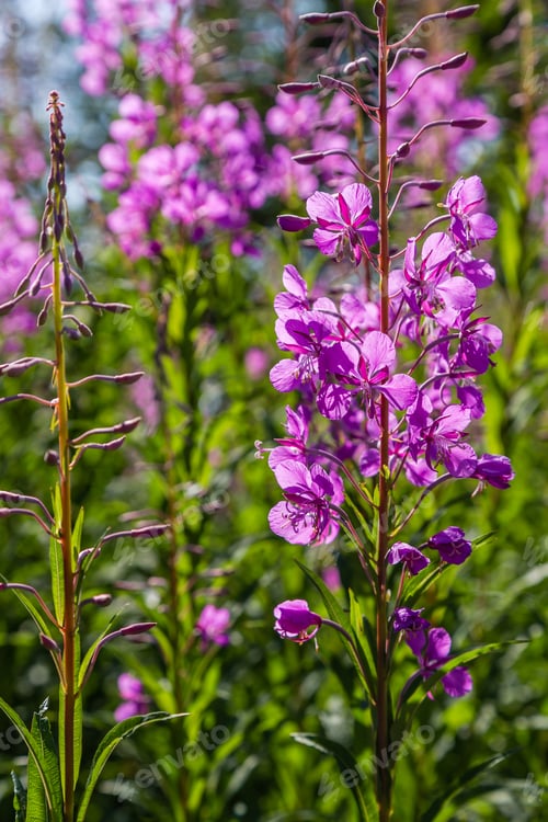 Preview: Purple Flowers Of Fireweed, Rosebay Willowherb, Epilobium Angustifolium, French Willow, Ivan-Tea In