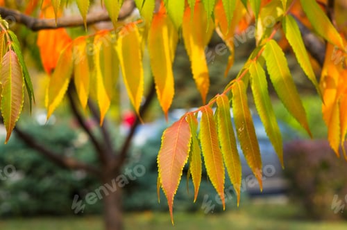Preview: Autumn Red And Yellow Colors Of The Rhus Typhina, Staghorn Sumac, Anacardiaceae, Leaves Of Sumac On