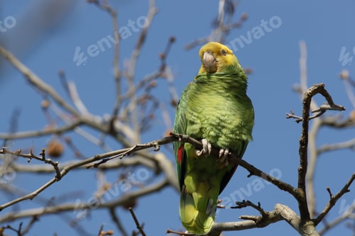 Preview: Yellow-Headed Amazon (Amazona Oratrix), Rosenstein Park, Stuttgart, Baden-Wuerttemberg
