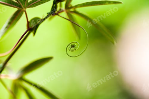 Preview: Passion Flower (Passiflora Incarnata) With Details