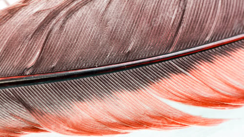 Preview: Colorful Hen Feather With Details And Reflexions