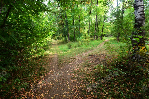 Preview: Beautiful Autumn Landscape