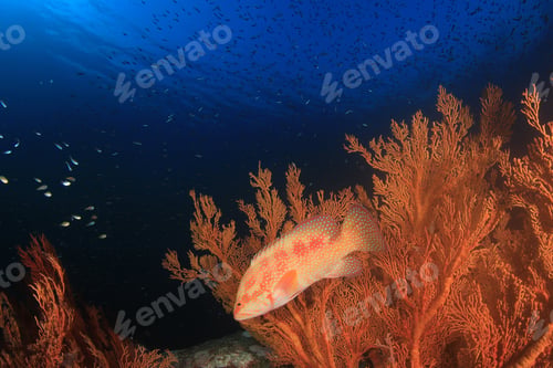 Preview: Colourful Coral Reef Underwater