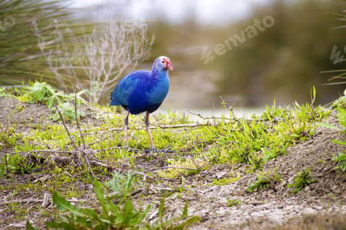 Preview: Blue, Purple Bird Swamphen Purple Swamphen Porphyrio Porphyrio