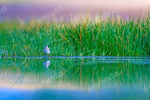 Preview: Cute Water Birds And Nature. Landscape Nature And Birds. Green Nature Background. Common Bird