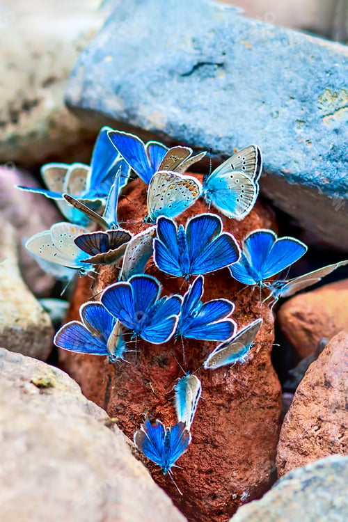Preview: Blue Butterflies. Colorful Nature Background.