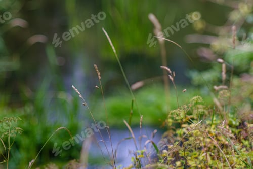 Preview: Green Fresh Foliage. Tree Leaf In Summer Day In Sunlight. Abstract Pattern Background. Nature