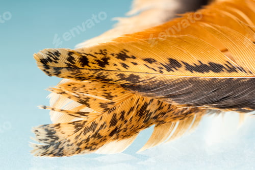 Preview: Colorful Hen Feather With Details And Reflexions