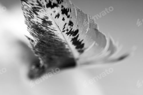 Preview: Black And White Photo Of Hen Feather With Details And Reflexions
