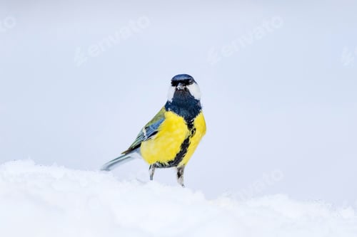 Preview: Cute Bird. White Winter Background. Bird: Great Tit. Parus Major.