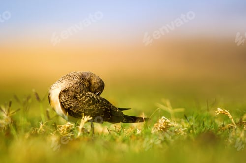 Preview: Cute Bird. Colorful Background. Collared Pratincole / Glareola Pratincola