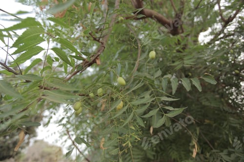 Preview: Wide Angle Horizontal Nature Photography - Big Green Medicinal African Tree, With Thin Leafs
