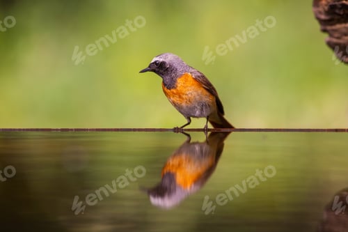 Preview: Small Bird At A Pond