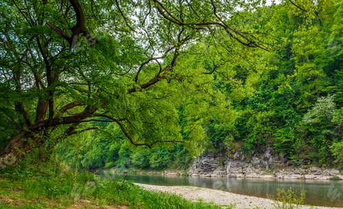Preview: River Flows Among Of A Green Forest At The Foot Of The Mountain In Picturesque Nature Of Rural Area