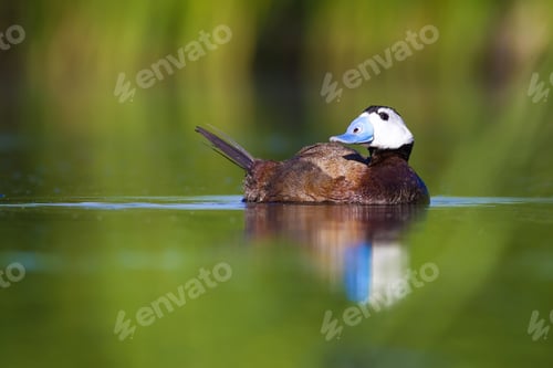 Preview: Swimming Cute Duck. Colorful Nature Background. Bird: White Headed Duck. Oxyura Leucocephala.