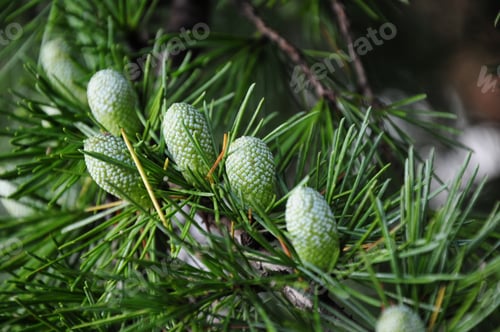 Preview: Pine Tree Branch With Vibrant Cones
