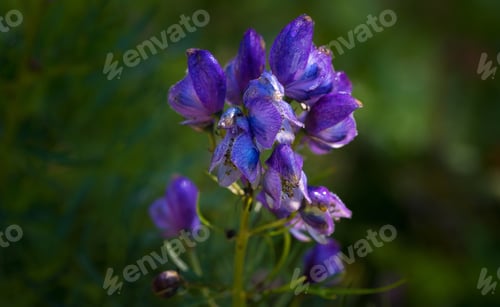 Preview: Purple Flowers In The Mountains
