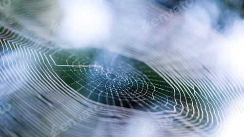 Preview: Beautiful Cobwebs In Autumn In Frozen Meadow