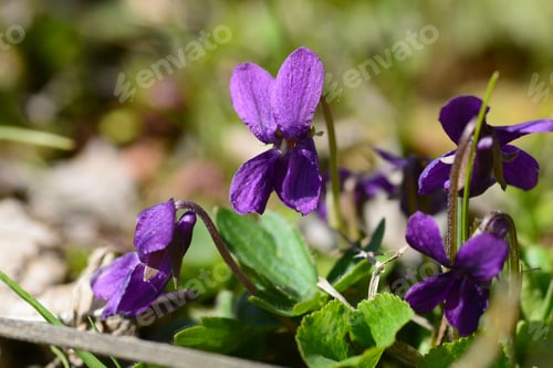 Preview: Wild Viola Flowers