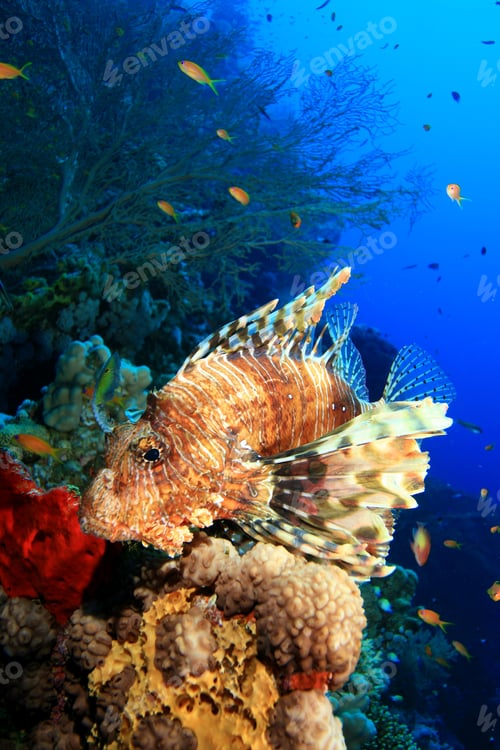 Preview: Lionfish In The Red Sea