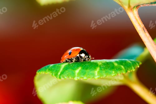 Preview: Cute Lady Bird. Natural Red Background. Ladybug.