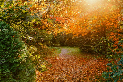 Preview: Scenic Scene In The Autumn Park. Yellow Foliage Of Trees In Autumn. Yellow And Red In The Garden.