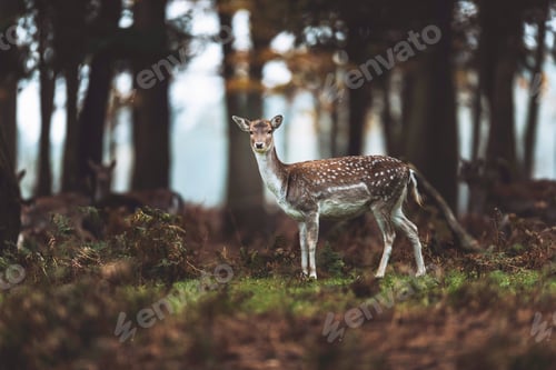 Preview: Fallow Deer In Autumn Forest. North Rhine-Westphalia, Germany
