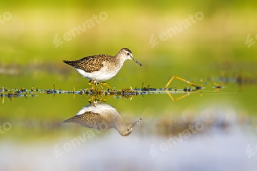 Preview: Water And Bird. Sandpiper. Colorful Nature Background. Bird: Wood Sandpiper. Tringa Glareola. Konya