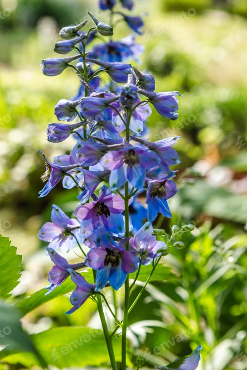 Preview: Beautiful Delphiniums Blooming In The Garden.