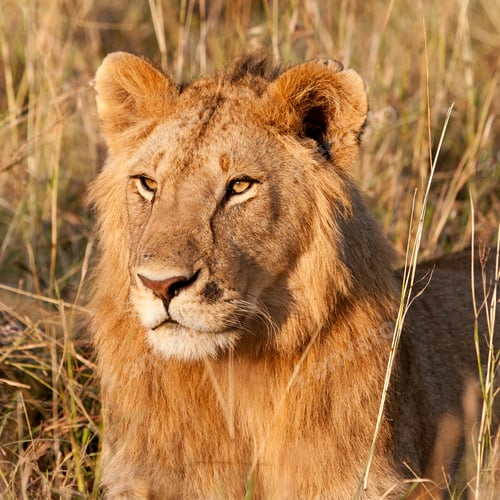 Preview: Male African Lion In The Maasai Mara, Kenya