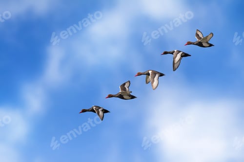 Preview: Flying Duck. Isolated Ducks. Blue Sky Background. Bird: Red Crested Pochard. Netta Rufina.