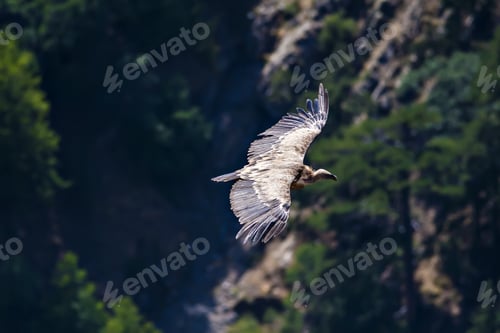Preview: Flying Vulture. Bird: Griffon Vulture. Brown Green Nature Background. Bird: Griffon Vulture. Gyps