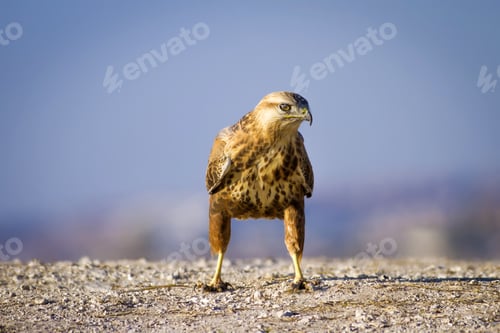 Preview: Wild Bird Hawk Blue Sky Background Long-Legged Buzzard / Buteo Rufinus